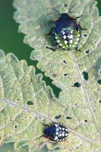 <i>Nezara viridula</i>