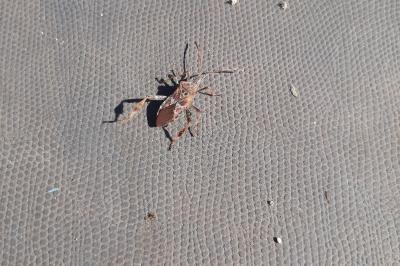 <i>Leptoglossus occidentalis</i>