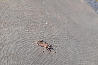 <i>Leptoglossus occidentalis</i>