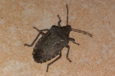 <i>Rhaphigaster nebulosa</i>