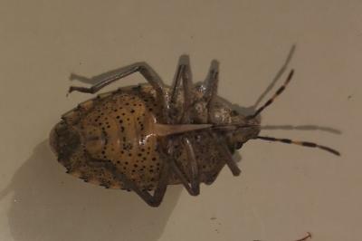 <i>Rhaphigaster nebulosa</i>