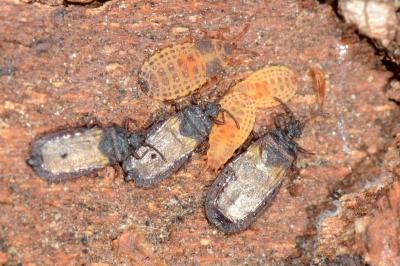 <i>Aneurus laevis</i>