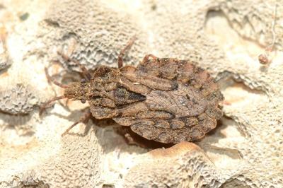 <i>Aradus conspicuus</i>