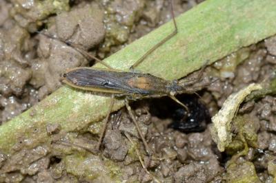 <i>Gerris thoracicus</i>