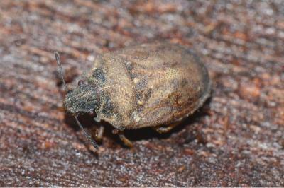<i>Podops inunctus</i>
