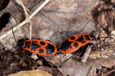 <i>Pyrrhocoris apterus</i>