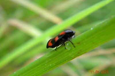 <i>Cercopis vulnerata</i>