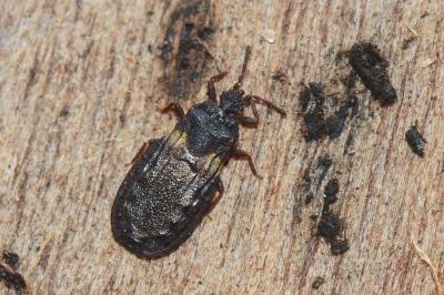 <i>Aneurus avenius</i>