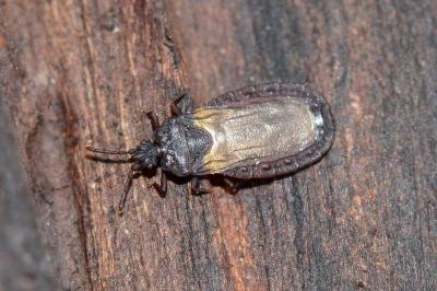 <i>Aneurus laevis</i>