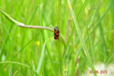 <i>Cercopis vulnerata</i>