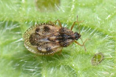 <i>Dictyla humuli</i>