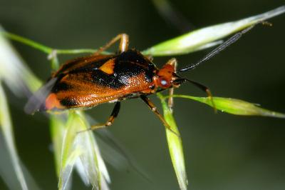 Deraeocoris ruber