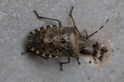 <i>Rhaphigaster nebulosa</i>