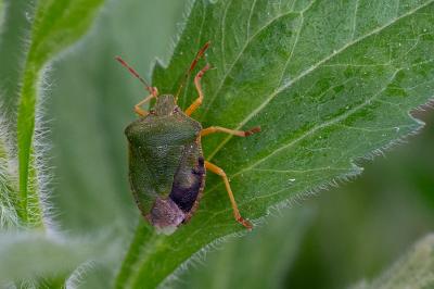 <i>Palomena prasina</i>