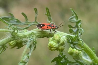 <i>Melanocoryphus albomaculatus</i>