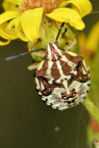 <i>Carpocoris purpureipennis</i>