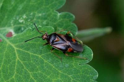 <i>Deraeocoris ruber</i>