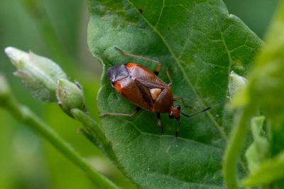 Deraeocoris ruber