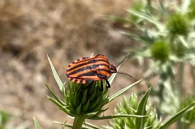 <i>Graphosoma italicum</i>