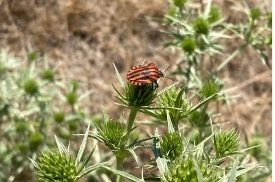 <i>Graphosoma italicum</i>