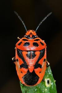 <i>Eurydema ornata</i>