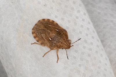 <i>Eurygaster testudinaria</i>