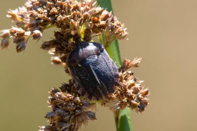 <i>Eurygaster</i>