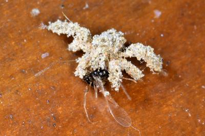<i>Reduvius personatus</i>