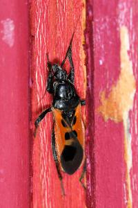 <i>Peirates hybridus</i>