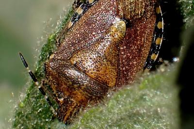 Dolycoris baccarum