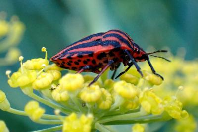 Graphosoma italicum