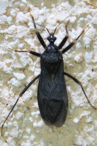 <i>Reduvius personatus</i>