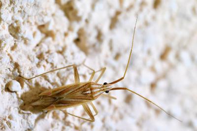 <i>Miridius quadrivirgatus</i>