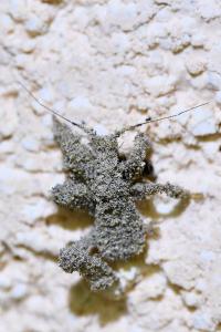 <i>Reduvius personatus</i>