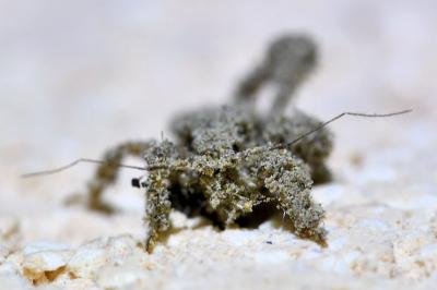 <i>Reduvius personatus</i>