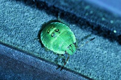 <i>Palomena prasina</i>