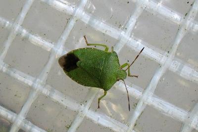 <i>Palomena prasina</i>
