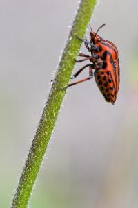 <i>Graphosoma italicum</i>