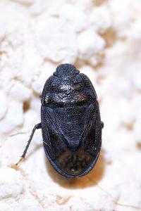 <i>Ochetostethus</i>