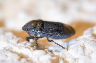 <i>Ochetostethus</i>