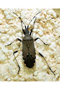 <i>Dicranocephalus agilis</i>