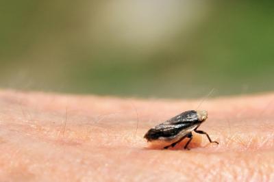 <i>Philaenus spumarius</i>