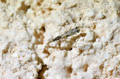 <i>Empicoris</i>