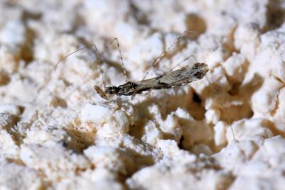 <i>Empicoris</i>