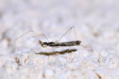 <i>Empicoris</i>