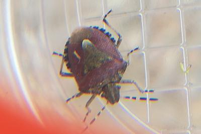 <i>Dolycoris baccarum</i>