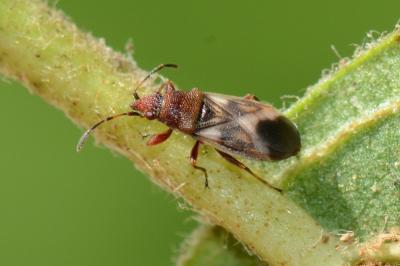 <i>Oxycarenus modestus</i>