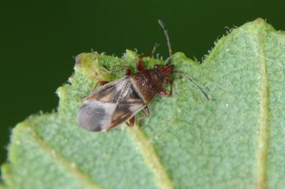 <i>Oxycarenus modestus</i>