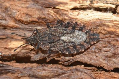 <i>Aradus betulae</i>