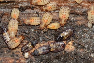 <i>Aneurus laevis</i>